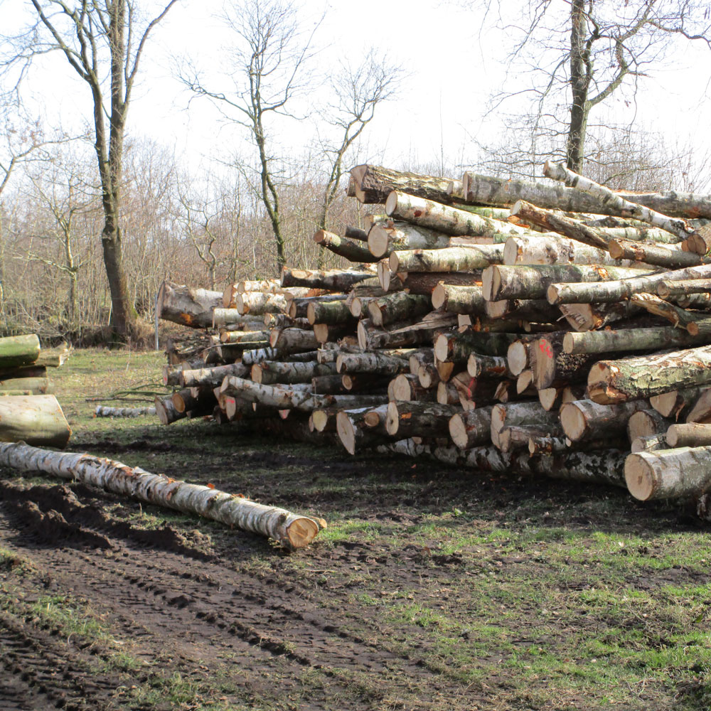 Birkenholz aus Kreis Pinneberg